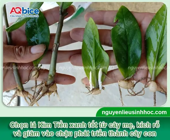 Hướng Dẫn Chi Tiết Cách Trồng Cây Kim Tiền Bằng Cành Tại Nhà Hướng Dẫn Chi Tiết Cách Trồng Cây Kim Tiền Bằng Cành Tại Nhà
