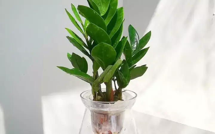Cách Trồng Cây Kim Tiền Đúng Chuẩn, Xanh Tốt Mang Lại Tài Lộc Cho Gia Chủ