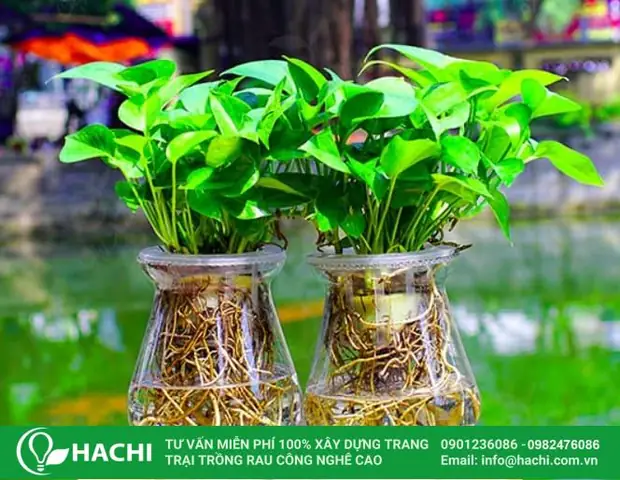 Cách Trồng Cây Kim Tiền Thủy Sinh Đơn Giản Và Đúng Kỹ Thuật