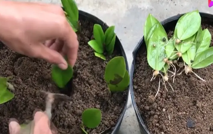 Hướng Dẫn Chi Tiết Cách Trồng Cây Kim Tiền Từ Lá: Nhân Giống Thành Công, Cây Khỏe Lá Xanh Hướng Dẫn Chi Tiết Cách Trồng Cây Kim Tiền Từ Lá: Nhân Giống Thành Công, Cây Khỏe Lá Xanh
