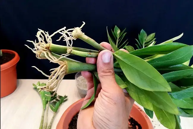Hướng Dẫn Chi Tiết Cách Trồng Cây Kim Tiền Từ Lá: Nhân Giống Thành Công, Cây Khỏe Lá Xanh Hướng Dẫn Chi Tiết Cách Trồng Cây Kim Tiền Từ Lá: Nhân Giống Thành Công, Cây Khỏe Lá Xanh