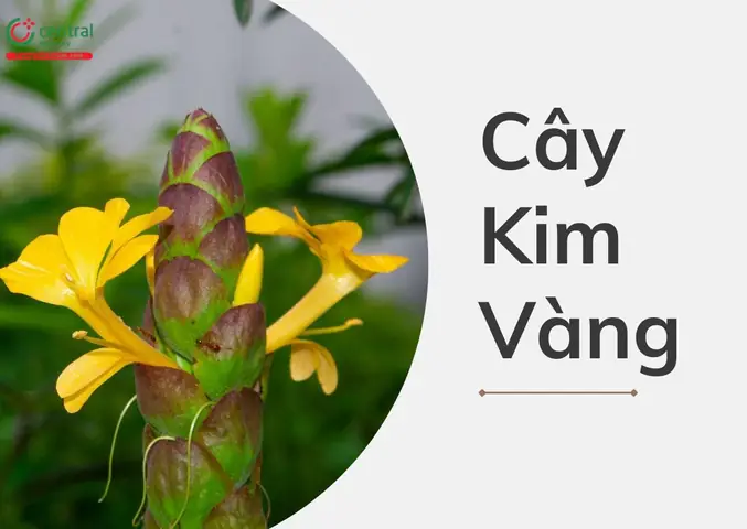 Hướng Dẫn Chi Tiết Cách Trồng Và Chăm Sóc Cây Kim Vàng Để Đạt Hiệu Quả Tốt Nhất