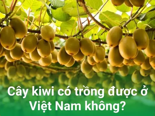 Cách Trồng Cây Kiwi Ở Việt Nam: Hướng Dẫn Từ A-Z Cho Người Mới Bắt Đầu