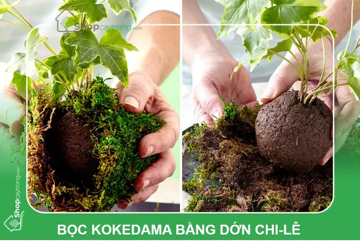 Hướng Dẫn Trồng Cây Kokedama: Nghệ Thuật Nhật Bản Đơn Giản Tại Nhà Hướng Dẫn Trồng Cây Kokedama: Nghệ Thuật Nhật Bản Đơn Giản Tại Nhà