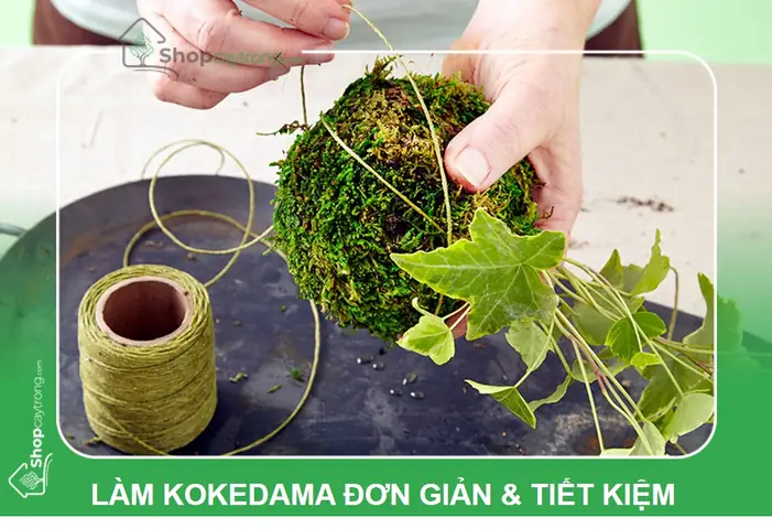 Hướng Dẫn Trồng Cây Kokedama: Nghệ Thuật Nhật Bản Đơn Giản Tại Nhà Hướng Dẫn Trồng Cây Kokedama: Nghệ Thuật Nhật Bản Đơn Giản Tại Nhà