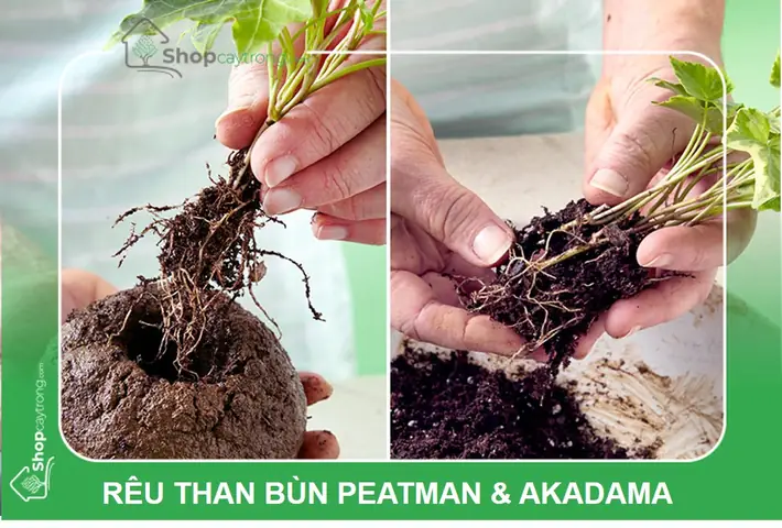 Hướng Dẫn Trồng Cây Kokedama: Nghệ Thuật Nhật Bản Đơn Giản Tại Nhà Hướng Dẫn Trồng Cây Kokedama: Nghệ Thuật Nhật Bản Đơn Giản Tại Nhà