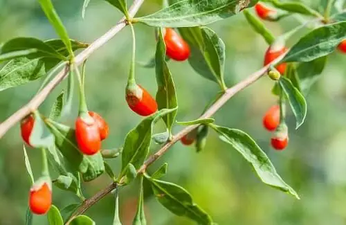 Cách Trồng Và Chăm Sóc Cây Kỷ Tử Sai Trái, Khỏe Mạnh Tại Nhà