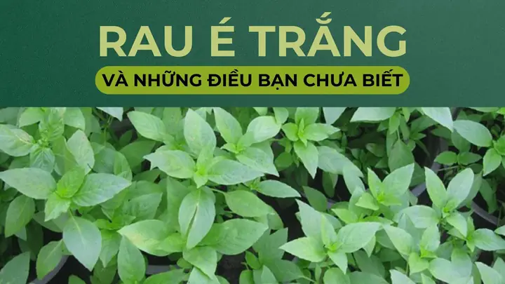 Hướng Dẫn Trồng Cây Lá É Trắng Tại Nhà: Từ Hạt Đến Chăm Sóc Hiệu Quả Hướng Dẫn Trồng Cây Lá É Trắng Tại Nhà: Từ Hạt Đến Chăm Sóc Hiệu Quả