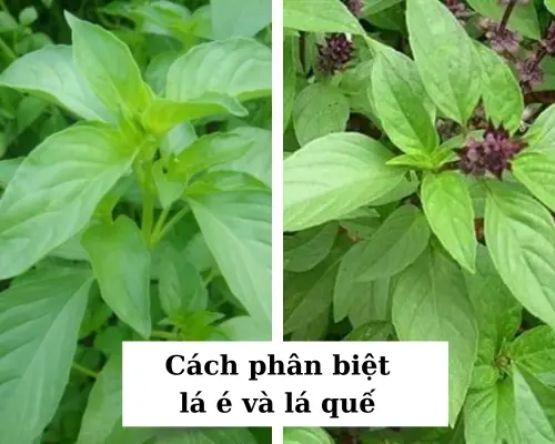 Hướng Dẫn Trồng Cây Lá É Trắng Tại Nhà: Từ Hạt Đến Chăm Sóc Hiệu Quả Hướng Dẫn Trồng Cây Lá É Trắng Tại Nhà: Từ Hạt Đến Chăm Sóc Hiệu Quả
