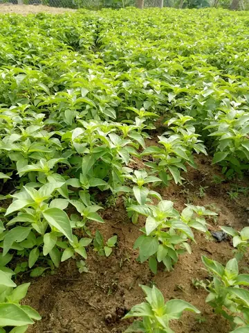 Hướng Dẫn Trồng Cây Lá É Trắng Tại Nhà: Từ Hạt Đến Chăm Sóc Hiệu Quả Hướng Dẫn Trồng Cây Lá É Trắng Tại Nhà: Từ Hạt Đến Chăm Sóc Hiệu Quả