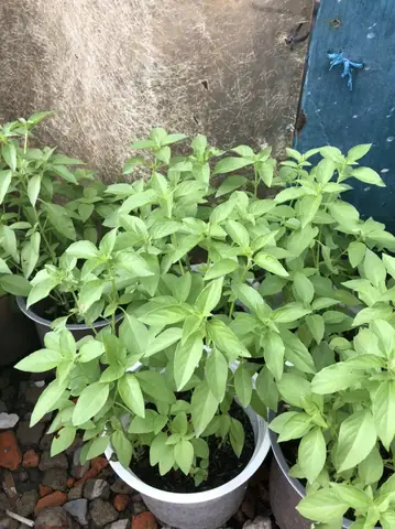 Hướng Dẫn Trồng Cây Lá É Trắng Tại Nhà: Từ Hạt Đến Chăm Sóc Hiệu Quả Hướng Dẫn Trồng Cây Lá É Trắng Tại Nhà: Từ Hạt Đến Chăm Sóc Hiệu Quả