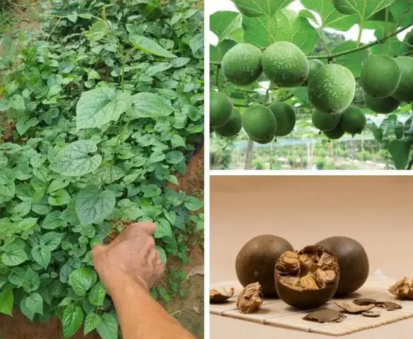 Cách Trồng Cây La Hán: Hướng Dẫn Chi Tiết Từ A-Z Cho Người Mới Bắt Đầu