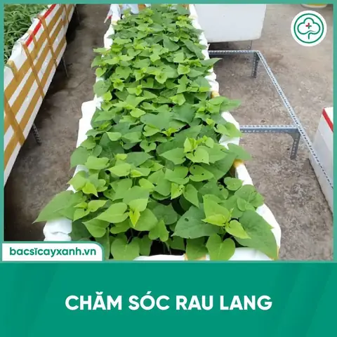 Hướng Dẫn Chi Tiết Cách Trồng Rau Lang Tại Nhà, Nhanh Thu Hoạch Hướng Dẫn Chi Tiết Cách Trồng Rau Lang Tại Nhà, Nhanh Thu Hoạch