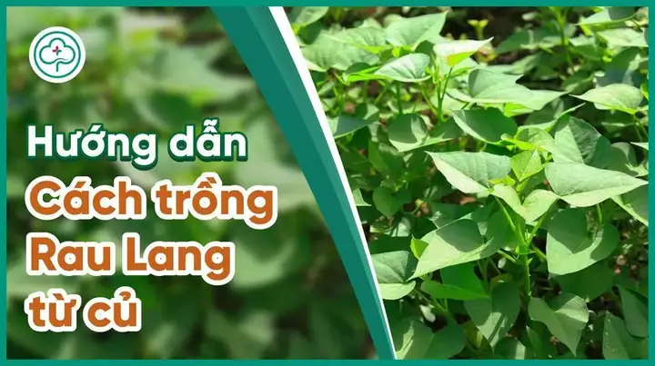 Hướng Dẫn Chi Tiết Cách Trồng Rau Lang Tại Nhà, Nhanh Thu Hoạch Hướng Dẫn Chi Tiết Cách Trồng Rau Lang Tại Nhà, Nhanh Thu Hoạch
