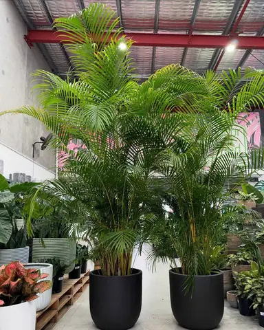 Cây Lá Lụa: Hướng Dẫn Trồng, Chăm Sóc & Tác Dụng Đầy Đủ