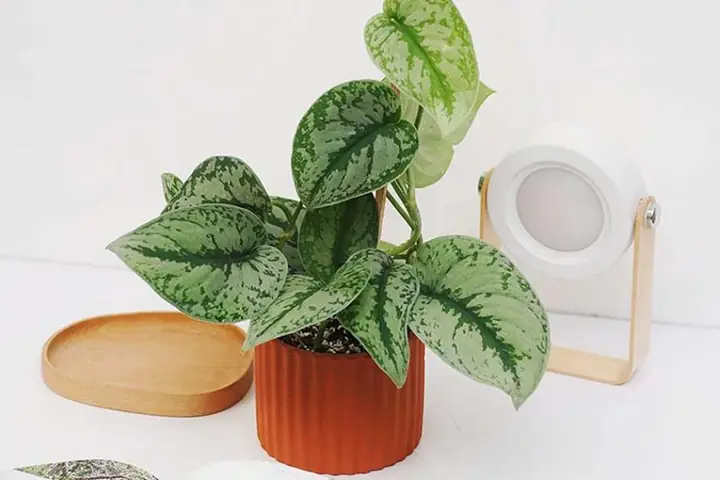 Cây Lá Lụa: Hướng Dẫn Trồng, Chăm Sóc & Tác Dụng Đầy Đủ