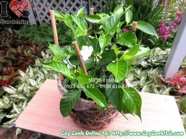 Cách Trồng Cây Lài Tây Đơn Giản, Chăm Sóc Đúng Kỹ Thuật Cho Hoa Thơm Cách Trồng Cây Lài Tây Đơn Giản, Chăm Sóc Đúng Kỹ Thuật Cho Hoa Thơm