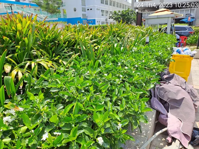 Cách Trồng Cây Lài Tây Đơn Giản, Chăm Sóc Đúng Kỹ Thuật Cho Hoa Thơm Cách Trồng Cây Lài Tây Đơn Giản, Chăm Sóc Đúng Kỹ Thuật Cho Hoa Thơm