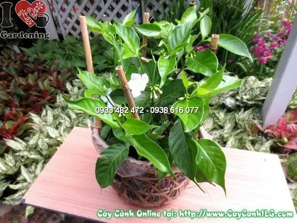 Cách Trồng Cây Lài Tây Đơn Giản, Chăm Sóc Đúng Kỹ Thuật Cho Hoa Thơm Cách Trồng Cây Lài Tây Đơn Giản, Chăm Sóc Đúng Kỹ Thuật Cho Hoa Thơm