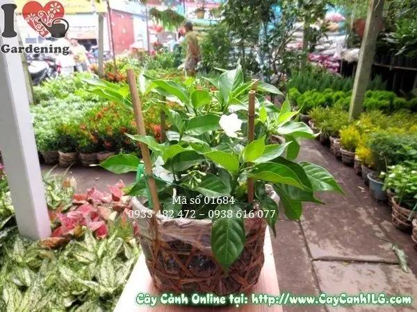 Cách Trồng Cây Lài Tây Đơn Giản, Chăm Sóc Đúng Kỹ Thuật Cho Hoa Thơm Cách Trồng Cây Lài Tây Đơn Giản, Chăm Sóc Đúng Kỹ Thuật Cho Hoa Thơm