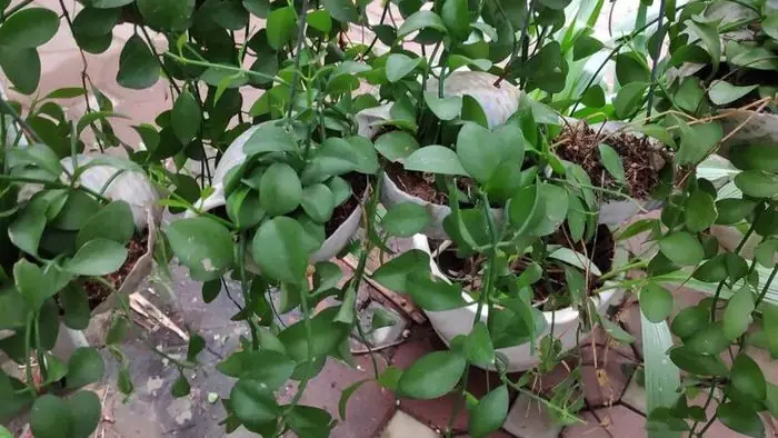Cách Trồng Và Chăm Sóc Cây Lan Đô La Chi Tiết, Dễ Thực Hiện Cách Trồng Và Chăm Sóc Cây Lan Đô La Chi Tiết, Dễ Thực Hiện