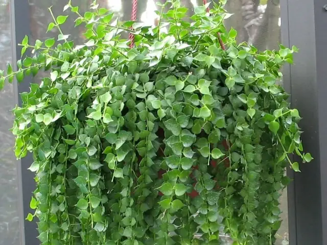 Cách Trồng Và Chăm Sóc Cây Lan Tim Tại Nhà Hiệu Quả Cách Trồng Và Chăm Sóc Cây Lan Tim Tại Nhà Hiệu Quả