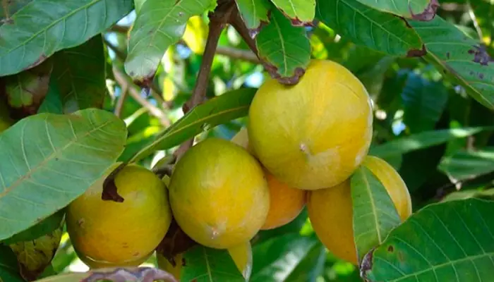 Hướng Dẫn Trồng Và Chăm Sóc Cây Lê Ki Ma (cây Trứng Gà) Đạt Năng Suất Cao