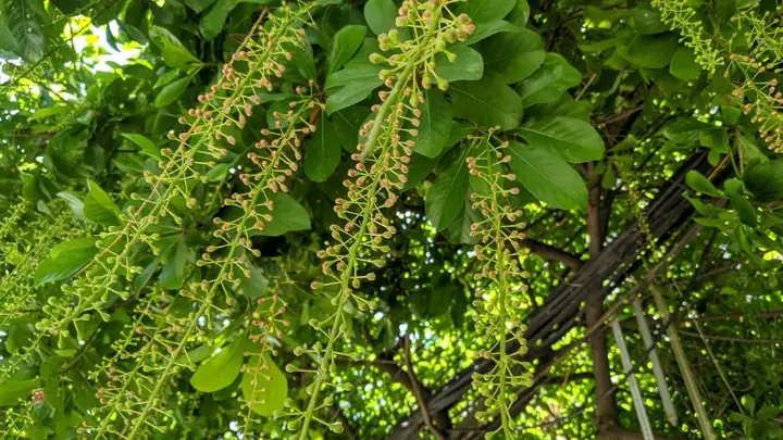 Hướng Dẫn Chi Tiết Cách Trồng Cây Lộc Vừng Bonsai Chuẩn Kỹ Thuật