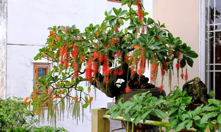 Hướng Dẫn Chi Tiết Cách Trồng Cây Lộc Vừng Bonsai Chuẩn Kỹ Thuật