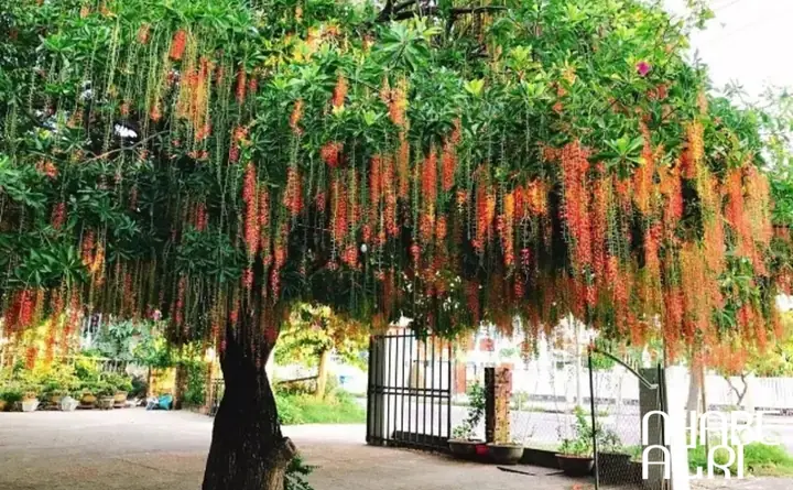 Cách Trồng Cây Lộc Vừng Con Đơn Giản, Ra Rễ Mạnh Mẽ Cách Trồng Cây Lộc Vừng Con Đơn Giản, Ra Rễ Mạnh Mẽ