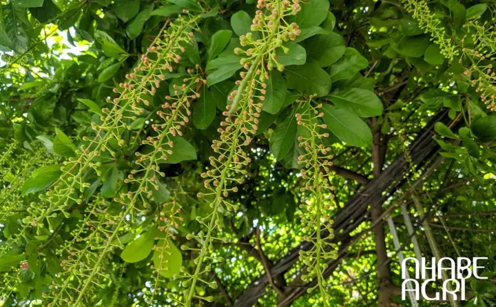 Cách Trồng Cây Lộc Vừng Con Đơn Giản, Ra Rễ Mạnh Mẽ Cách Trồng Cây Lộc Vừng Con Đơn Giản, Ra Rễ Mạnh Mẽ