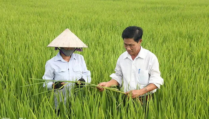 Hướng Dẫn Chi Tiết Cách Trồng Cây Lúa Đạt Năng Suất Cao Hướng Dẫn Chi Tiết Cách Trồng Cây Lúa Đạt Năng Suất Cao