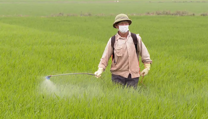 Hướng Dẫn Chi Tiết Cách Trồng Cây Lúa Đạt Năng Suất Cao Hướng Dẫn Chi Tiết Cách Trồng Cây Lúa Đạt Năng Suất Cao
