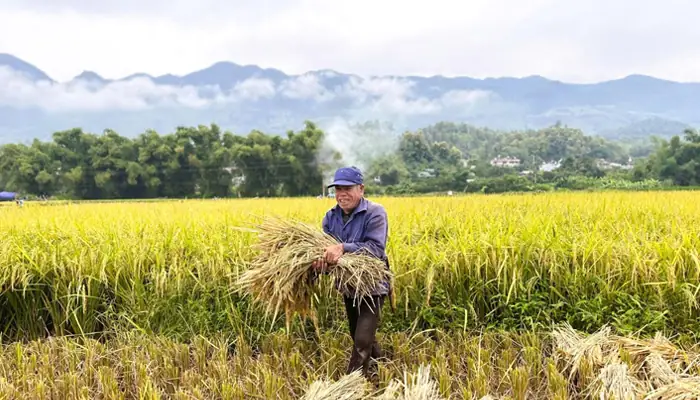 Hướng Dẫn Chi Tiết Cách Trồng Cây Lúa Đạt Năng Suất Cao Hướng Dẫn Chi Tiết Cách Trồng Cây Lúa Đạt Năng Suất Cao