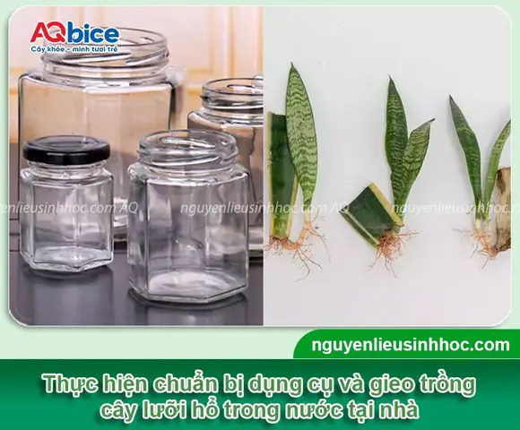 Cách Trồng Cây Lưỡi Hổ Bằng Nước: Hướng Dẫn Chi Tiết & Mẹo Chăm Sóc Hiệu Quả Cách Trồng Cây Lưỡi Hổ Bằng Nước: Hướng Dẫn Chi Tiết & Mẹo Chăm Sóc Hiệu Quả