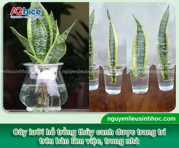 Cách Trồng Cây Lưỡi Hổ Bằng Nước: Hướng Dẫn Chi Tiết & Mẹo Chăm Sóc Hiệu Quả Cách Trồng Cây Lưỡi Hổ Bằng Nước: Hướng Dẫn Chi Tiết & Mẹo Chăm Sóc Hiệu Quả
