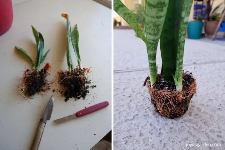 Hướng Dẫn Chi Tiết Cách Trồng Cây Lưỡi Hổ Lùn Tại Nhà Đơn Giản, Nhanh Tươi Tốt