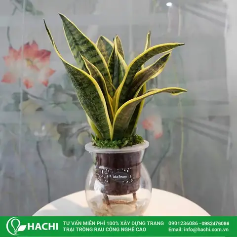 Cách Trồng Cây Lưỡi Hổ Trong Nước: Hướng Dẫn Chi Tiết Từ A-Z