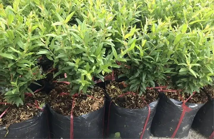 Hướng Dẫn Trồng Cây Lựu Thái Sai Quả, Ngọt Chắc Tại Nhà Hướng Dẫn Trồng Cây Lựu Thái Sai Quả, Ngọt Chắc Tại Nhà