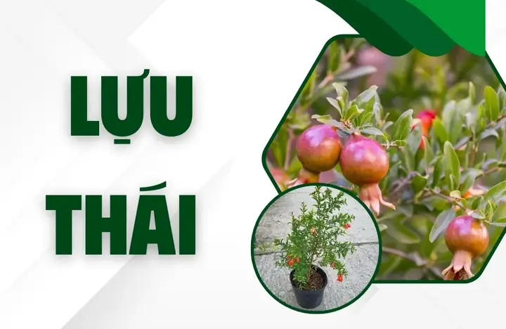 Hướng Dẫn Trồng Cây Lựu Thái Sai Quả, Ngọt Chắc Tại Nhà Hướng Dẫn Trồng Cây Lựu Thái Sai Quả, Ngọt Chắc Tại Nhà