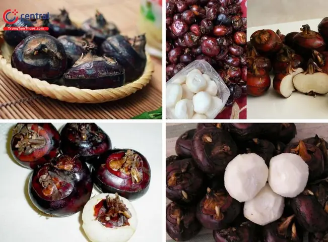Hướng Dẫn Chi Tiết Cách Trồng Cây Mã Thầy Tại Nhà Đơn Giản, Năng Suất Cao