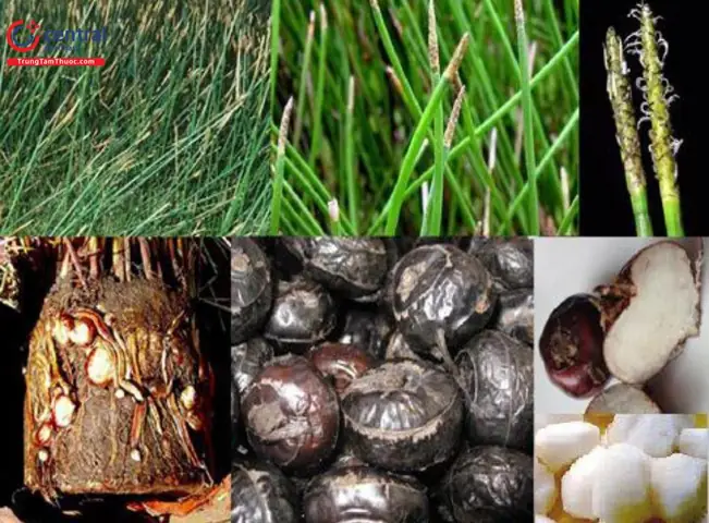 Hướng Dẫn Chi Tiết Cách Trồng Cây Mã Thầy Tại Nhà Đơn Giản, Năng Suất Cao