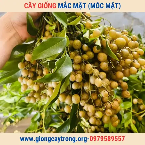 Hướng Dẫn Chi Tiết Cách Trồng Cây Mắc Mật Sai Quả, Nhanh Lớn