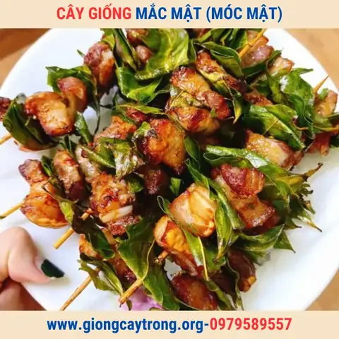 Hướng Dẫn Chi Tiết Cách Trồng Cây Mắc Mật Sai Quả, Nhanh Lớn
