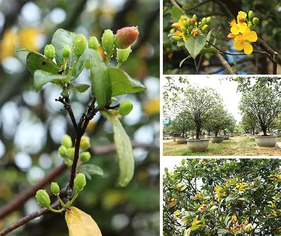 Cách Trồng Và Chăm Sóc Cây Mai Tứ Quý Ra Hoa Đẹp Quanh Năm Cách Trồng Và Chăm Sóc Cây Mai Tứ Quý Ra Hoa Đẹp Quanh Năm