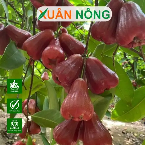 Cách Trồng Cây Mận Đỏ: Hướng Dẫn Chi Tiết Từ A-Z Cho Người Mới Bắt Đầu