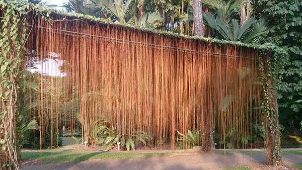 Cây Mành Mành: Hướng Dẫn Trồng, Chăm Sóc Toàn Diện & Ý Nghĩa Phong Thủy