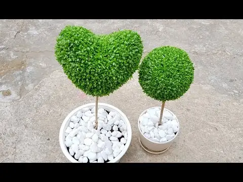 Hướng Dẫn Trồng Cây May Mắn Hình Trái Tim: Từ Hạt Thanh Long Đến Quà Tặng Ý Nghĩa