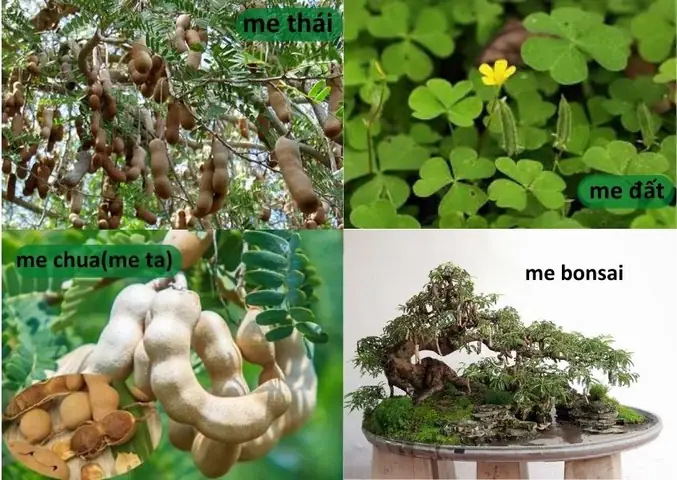 Hướng Dẫn Chi Tiết Cách Trồng Và Chăm Sóc Cây Me Bonsai Ra Hoa Quả Đẹp Hướng Dẫn Chi Tiết Cách Trồng Và Chăm Sóc Cây Me Bonsai Ra Hoa Quả Đẹp