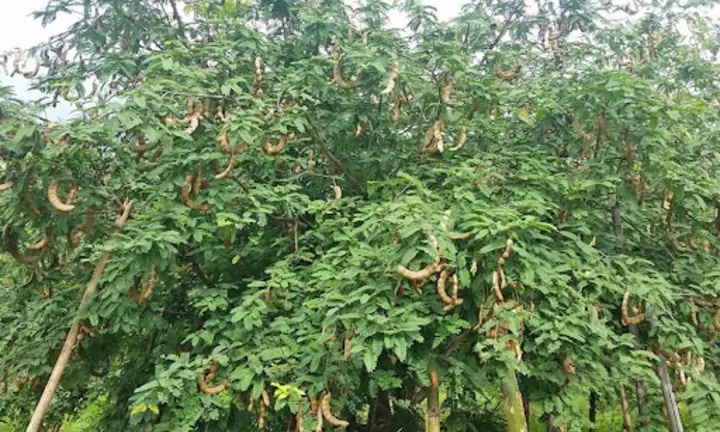 Hướng Dẫn Chi Tiết Cách Trồng Và Chăm Sóc Cây Me Bonsai Ra Hoa Quả Đẹp Hướng Dẫn Chi Tiết Cách Trồng Và Chăm Sóc Cây Me Bonsai Ra Hoa Quả Đẹp